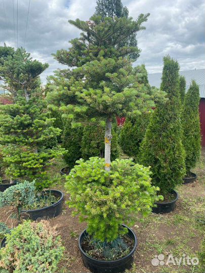 Пихта корейская