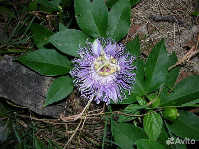 Семена пассифлоры телесноцветной продаю