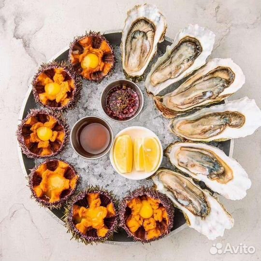 Морской Гребешок живой