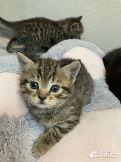 Котята в добрые руки 1 месяц