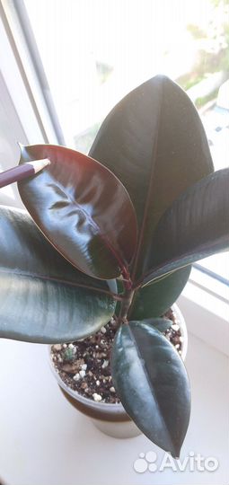 Фикус каучуконосный черный принц