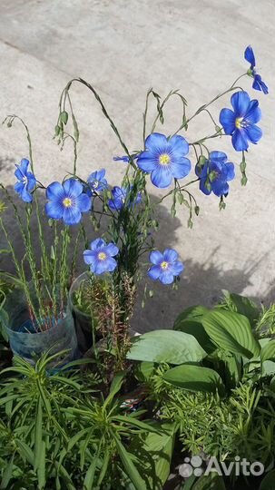 Многолетние садовые растения