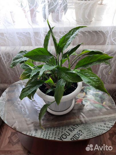 Женское счастье