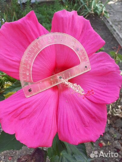 Уличный травянистый гибискус