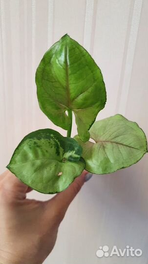 Сингониумы срезы