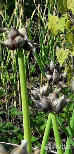 Лук многоярусный (многолетний) стрелка