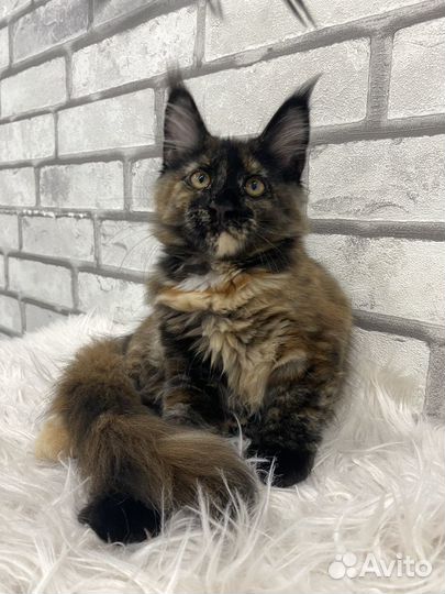 Котята мейн-кун