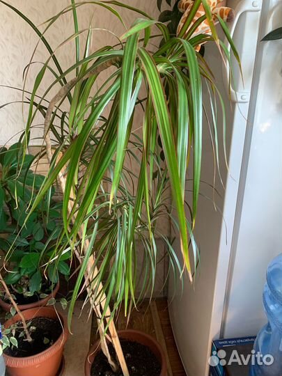 Комнатные растения цветы