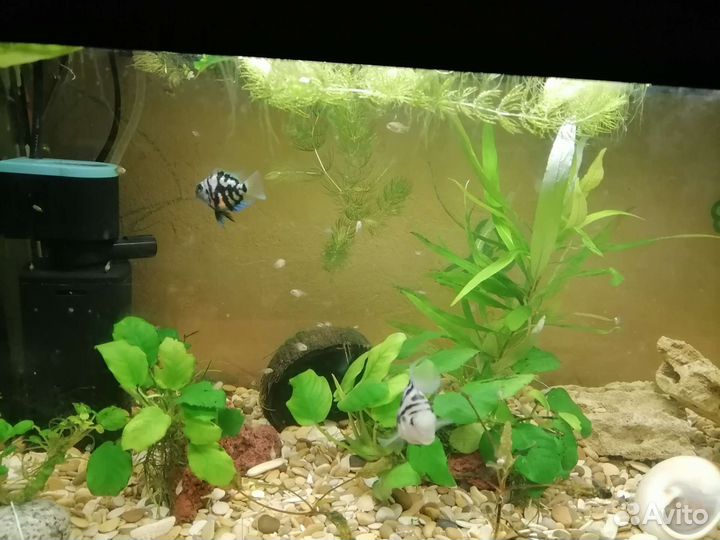 Рыбка сапфировый попугай