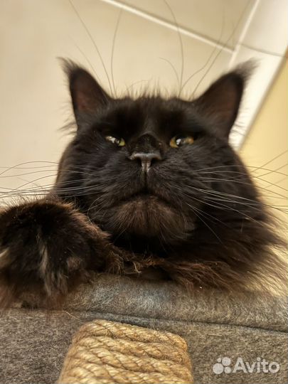 Кот Мейн-кун на вязку