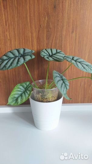 Кашпо IKEA икея Мускот