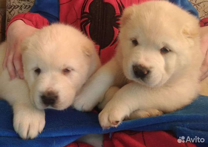 Среднеазиатская овчарка (алабай), щенки