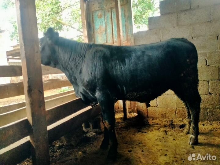 Абердин ангус