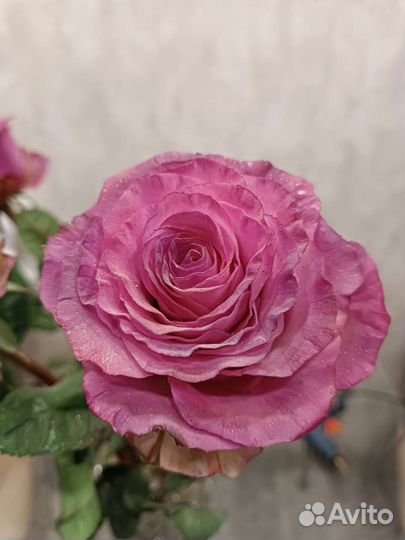 Розы из полимерной глины