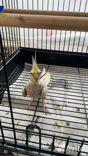 Попугай корелла