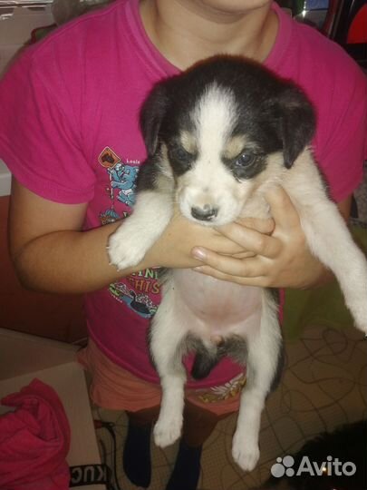 Собака в добрые руки щенок