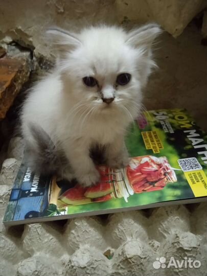 Кошка британка