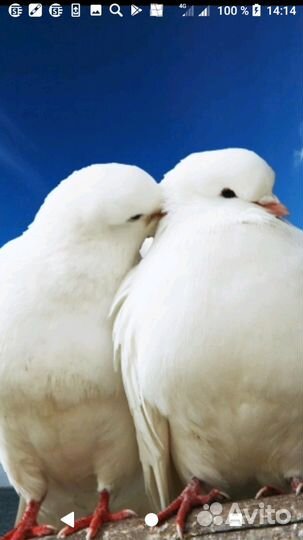 Голуби
