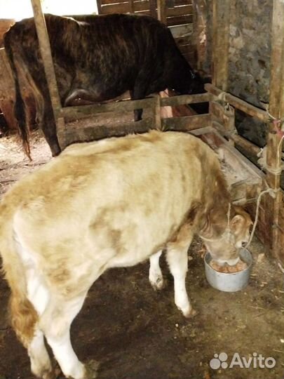 Корова с теленком