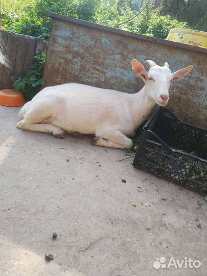 Козы, козлики икозочки на племя