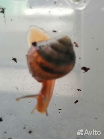 Ахатины улитки малыши