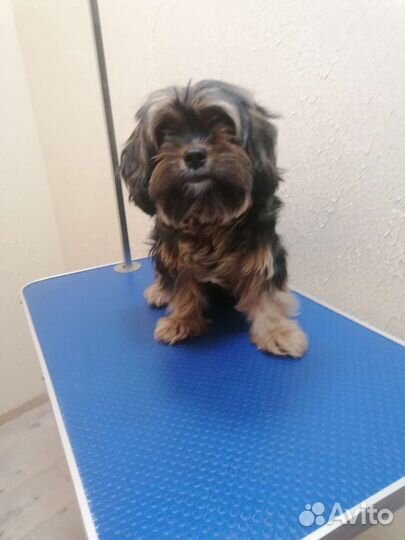 Стрижка собак