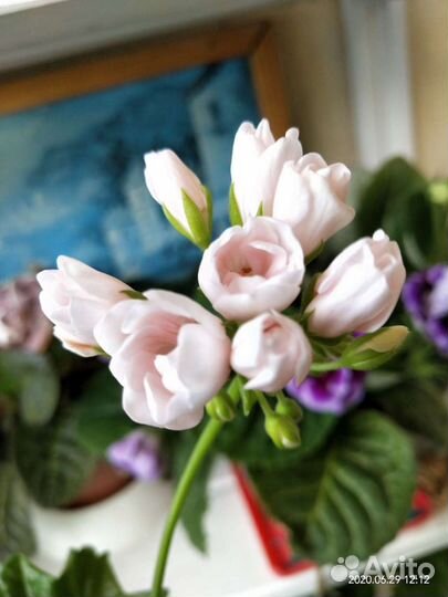 Пеларгония герань