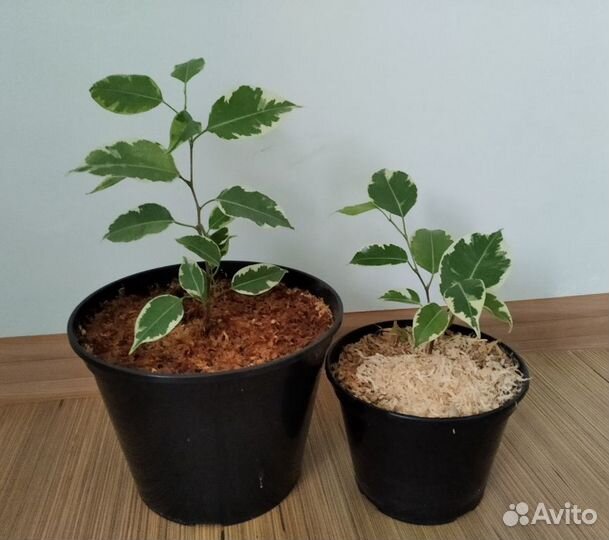 Фикус Бенджамина разные размеры