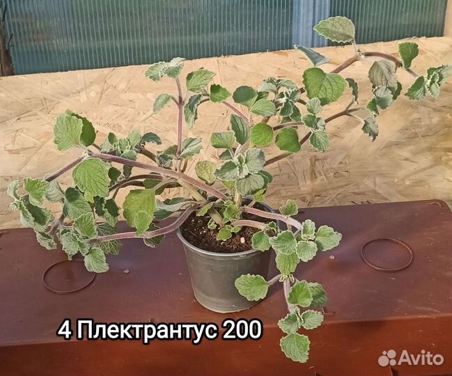 Плектрантусы 4 вида