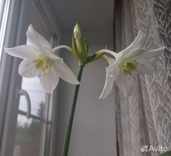 Эухарис амазонская лилия