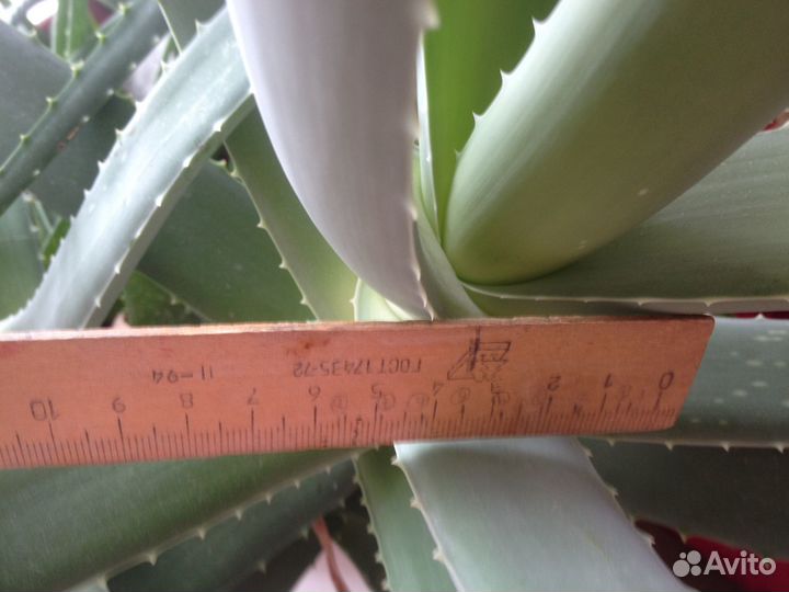 Алоэ лечебный с горшком