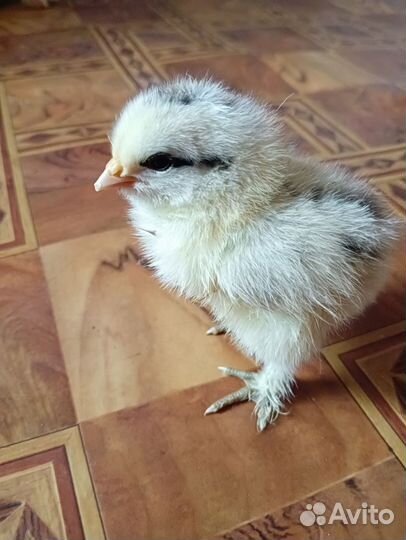 Цыплята брама