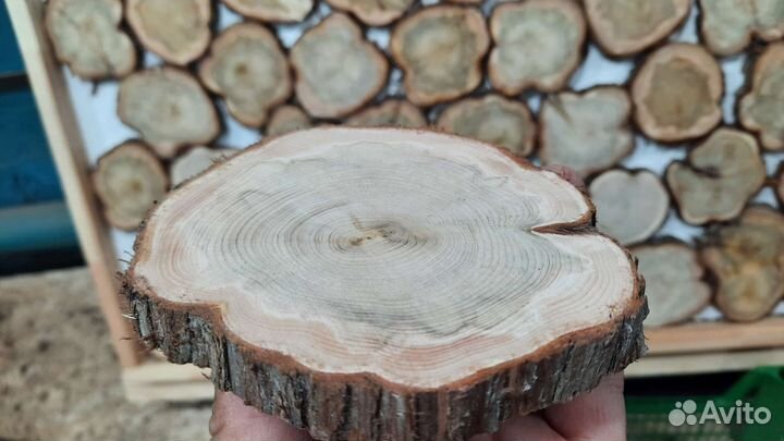 Можжевельник