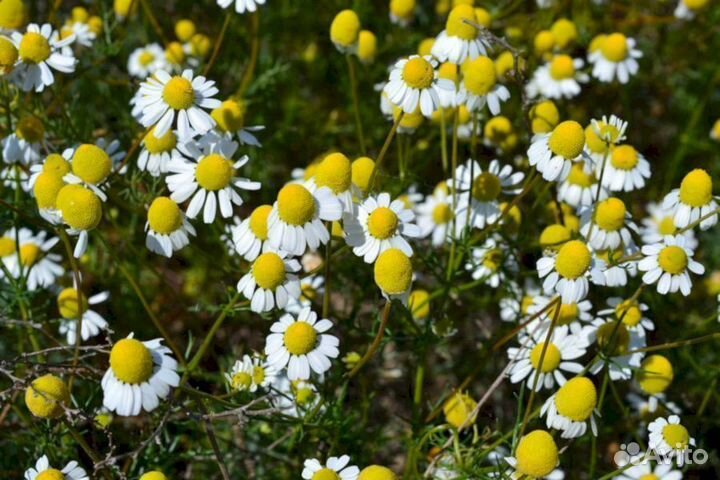 Ромашка аптечная