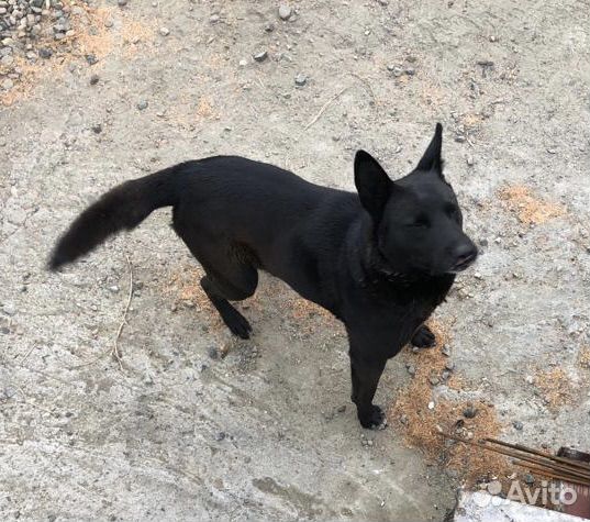 Отдам щенков