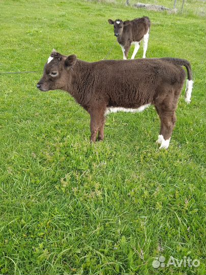 Телята телочки