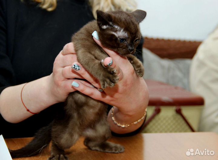 Бурманская