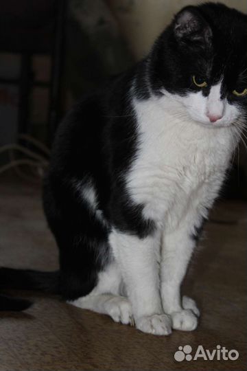 Кот в добрые руки