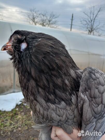 Амераукан ия