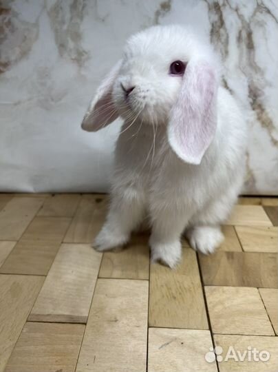 Породистые Карликовые кролики