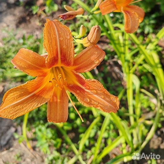 Многолетники