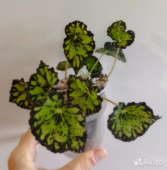 Комнатные цветы