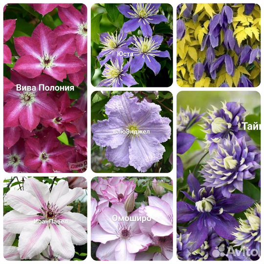 Лианы и вьющиеся