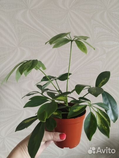 Фикус Бенджамина вариегатный, Шеффлера вариегатная