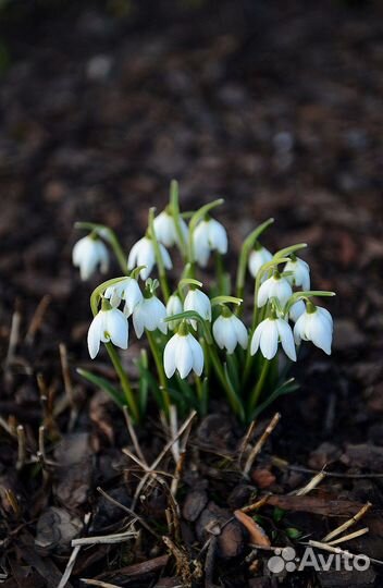 Подснежники луковицы