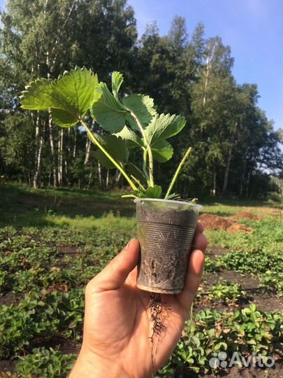 Рассада клубники