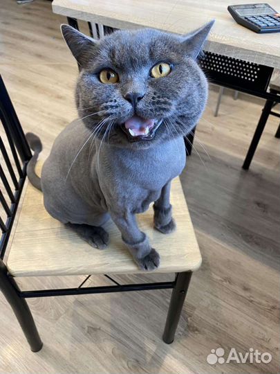 Стрижка кошек и котов