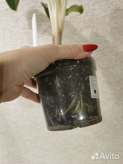 Аглаонема Ei Qu Sung