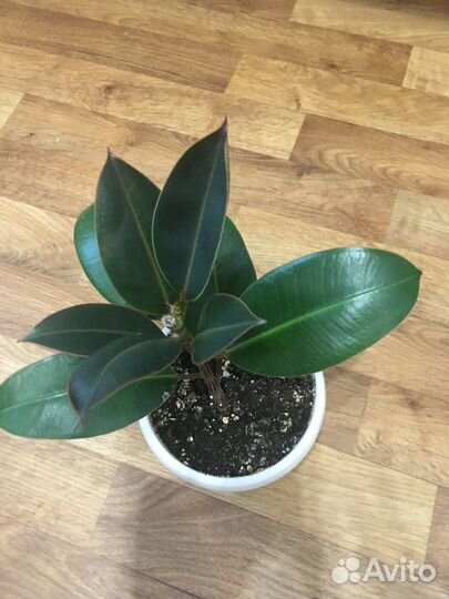 Фикус каучуконосный Мелани