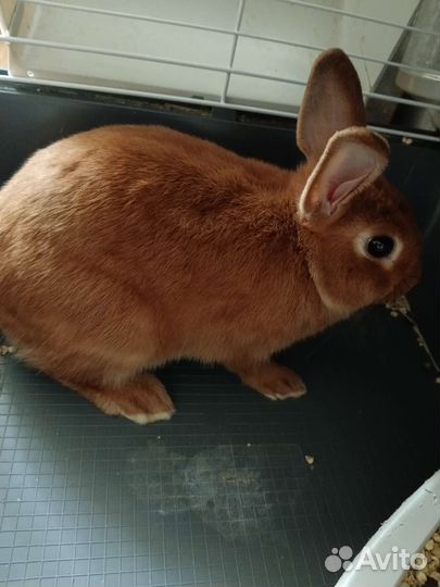 Кролик с клеткой